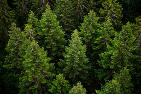 Elevated view over dense green coniferous forest near Bad Wildbad in the northern Black Forest, Germany, showing the natural texture of the treetops.