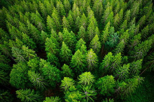 High-angle view over dense coniferous woodland near Bad Wildbad in Germany&rsquo;s northern Black Forest, revealing the varied green treetops and natural forest structure.