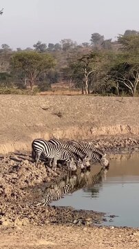 Zebra crossing the river and drinking the water