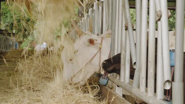 White cattle feeding on dry hay through a metal feed barrier inside a rustic covered barn, showing livestock care, traditional farming, animal husbandry and sustainable agriculture.