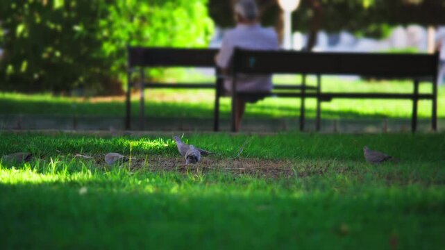 Group of eurasian collared doves walking and searching for food on the vibrant green grass of a public park, with a blurry old man relaxing on a bench in the background