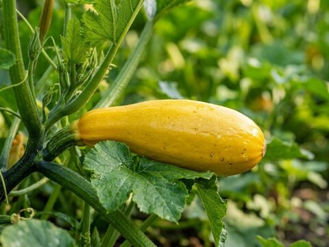 Fresh yellow summer squash growing in garden patch.