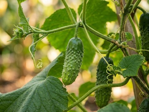Closeup of young green cucumbers growing on vine.