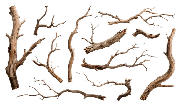 Set of bare tree branches and twigs isolated as PNG on transparent background