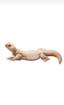 Albino Uromastyx lizard isolated on white background, spiny-tailed lizard side view
