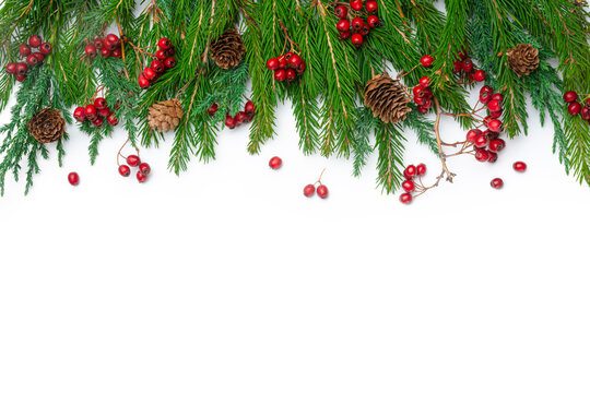 Christmas background with pine branches and red berries on white