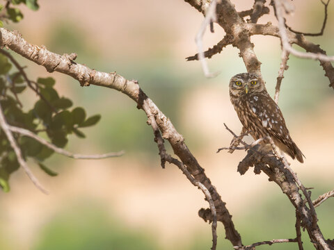 Little owl Athene noctua perched on a dry tree branch looking around. Small raptor bird with bright yellow eyes, brown and white spotted plumage, sharp gaze.