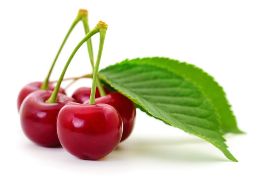 red sweet cherries Prunus cerasus with green leaf isolated on white background