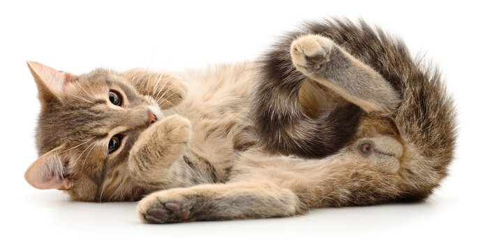 playful tabby cat Felis catus lying on back isolated on white background