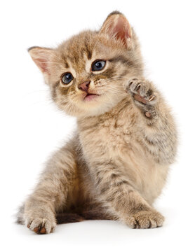 playful tabby kitten Felis catus sitting with raised paw isolated on white background