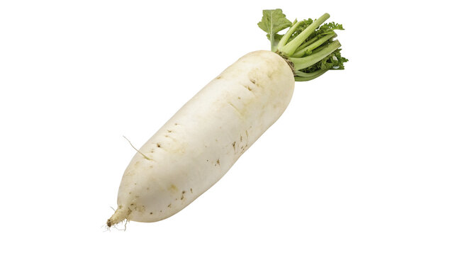 Fresh raw white daikon radish root vegetable isolated on transparent background