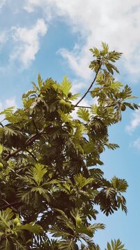 Breadfruit (Artocarpus altilis) is a species of flowering tree in the mulberry and jackfruit family Moraceae. City of Honolulu, Oahu island, Hawaii. 
