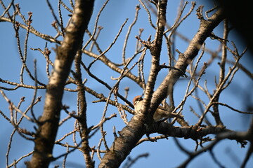 Fototapeta premium 青空を背景に枯れ木に佇むスズメ