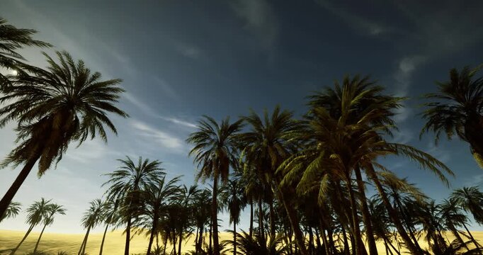 branding ready palm silhouettes during warm sunset, clean composition with negative space for logo placement, warm color grading for marketing and web headers