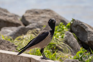 Hooded crow Corvus cornix perched on a stone edge and rocks near the water shore. Medium-sized corvid bird with grey body, black head, wings, and tail in natural daylight, outdoor wildlife photography © Alessandro Ferro