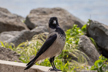 Hooded crow Corvus cornix perched on a stone edge and rocks near the water shore. Medium-sized corvid bird with grey body, black head, wings, and tail in natural daylight, outdoor wildlife photography © Alessandro Ferro