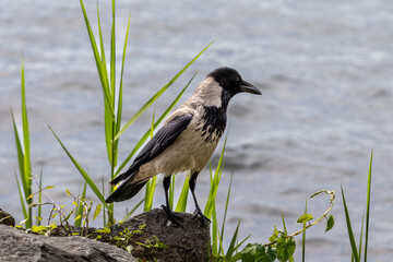 Hooded crow Corvus cornix perched on a stone edge and rocks near the water shore. Medium-sized corvid bird with grey body, black head, wings, and tail in natural daylight, outdoor wildlife photography © Alessandro Ferro
