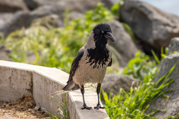 Hooded crow Corvus cornix perched on a stone edge and rocks near the water shore. Medium-sized corvid bird with grey body, black head, wings, and tail in natural daylight, outdoor wildlife photography © Alessandro Ferro