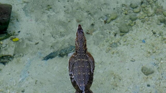 Aerial Asian water monitor lizard Varanus salvator swimming in ocean water on tropical island Pulau Weh Aceh Indonesia