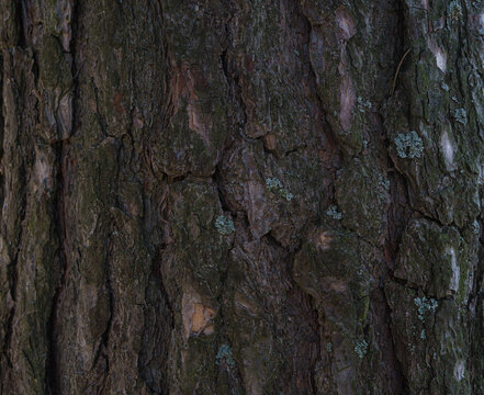bark of a tree
