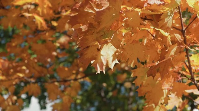 Fall background, golden autumn. Branches of orange autumn leaves on maple tree