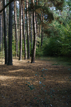 path in the woods