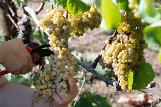 Grappoli di uva bianca tipo fiano coltivata in modo biologico nel vigneto durante la vendemmia dopo essere con mano viticultore che raccoglie
