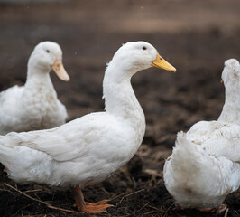 Ducks move around in mud on a farm while searching for food and interacting with each other © Mihail
