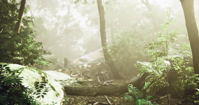 Calm forest pathway, Gentle misty forest route surrounded by trees, Peaceful atmospheric trail through misty woodland with rocks and slender trunks