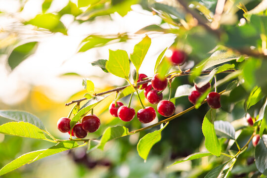 Sour cherry farm in an orchard close up