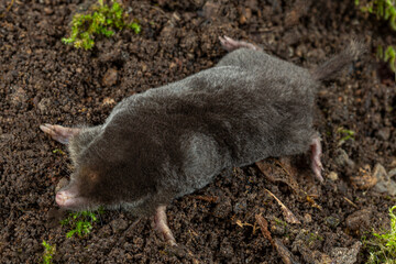 Obraz premium Mole Digging in Wet Soil During Daylight Hours