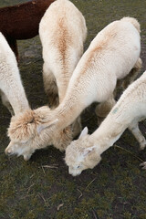 Obraz premium Group of white alpacas grazing on grass with long necks bent to the ground, top view