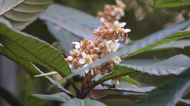 Loquat Tree Branch with White Blossoms and Green Leaves in a Garden