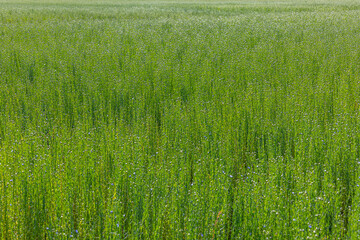 Obraz premium Green flax fields Under Bright Sunlight