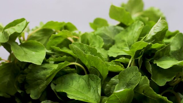 Fresh organic amaranth leaves bunch rotating on white background close up video.