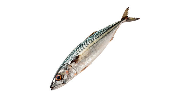 Single fresh raw silver fish carcass isolated on transparent background
