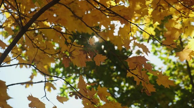 Autumn background, golden fall. Sun shines through branches of maple tree with autumn yellow leaves