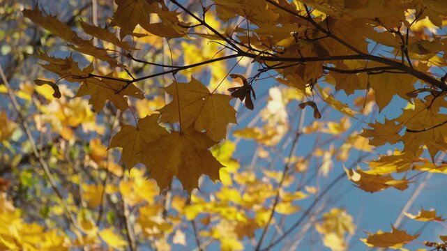 Autumn background, golden fall. Maple autumn branch with yellow leaves in front of blue sky