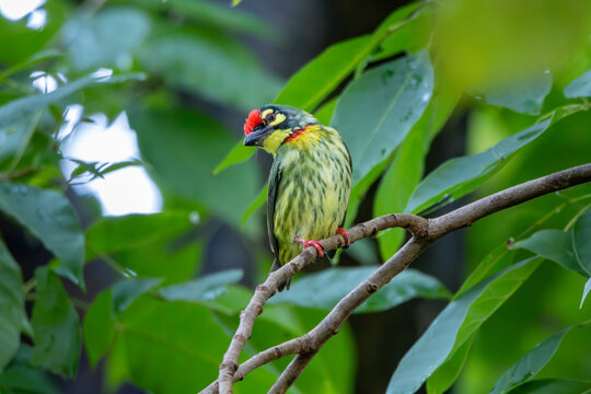 Coppersmith Barbet Bird in Natural Forest Habitat