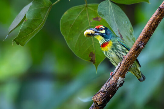 Coppersmith Barbet Bird in Natural Forest Habitat