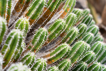 Green desert succulents with sharp spines creating striking natural geometric pattern and texture © Alberto