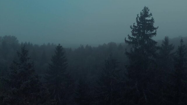 fog in the forest