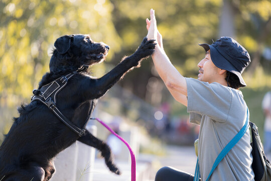 [晩夏～秋イメージ]大型犬と顔を寄せて見つめ合う触れ合う日本人男性、犬と飼い主の絆、信頼、ハイタッチでコミュニケーションイメージ