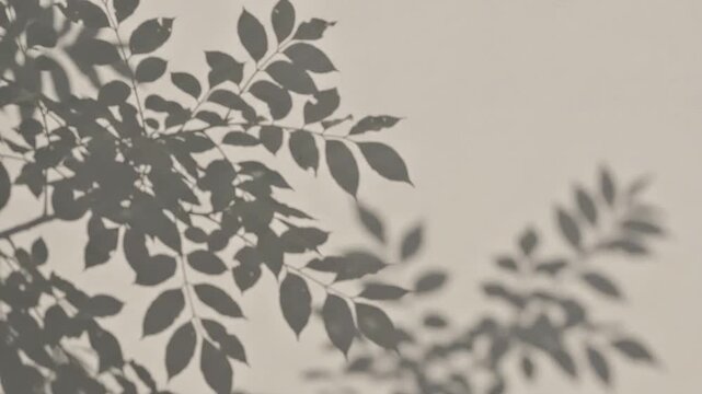 Shadows of Foliage on Wall: The dappled shadow of delicate tree branches and leaves creates an artistic, natural pattern on a plain wall, evoking a sense of calm and organic beauty.
