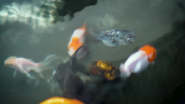 Goldfish are eating, and the fish are being fed.