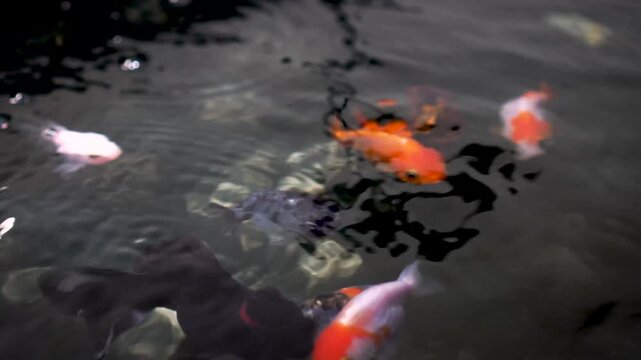 Goldfish are eating, and the fish are being fed.