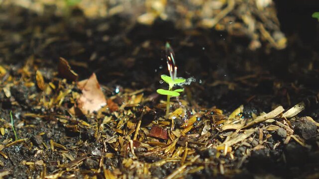 Young baby bok choy in the garden bed being watered.