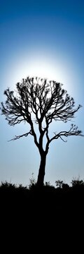 Silhouette of an acacia tree against a bright blue sky, African, blue