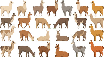 Obraz premium Llamas in various poses and colors during a bright day in a vector illustration style