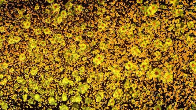 Massive swarm of bright golden micro cells rushing and swirling across a dark textured background creating a complex biological motion graphics loop.